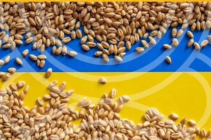 Piața cerealelor și cea a uleiului vegetal după deblocarea porturilor din Ucraina. Prețurile în regiune.